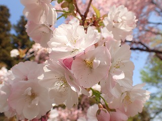 タカサゴの花びらのグラデーション