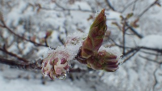 つぼみと雪