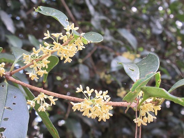 モクセイの小さな花