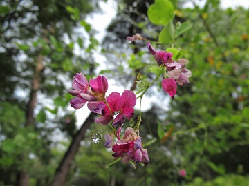 萩の花アップ