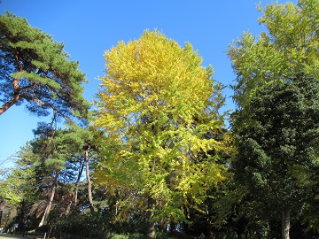 日本庭園向かい側のイチョウ