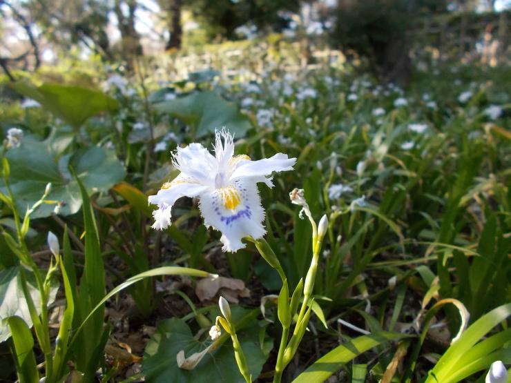 シャガの花アップ