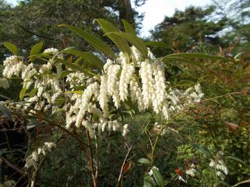 セイヨウイワナンテンの花