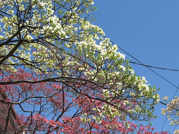 花水木のアップ