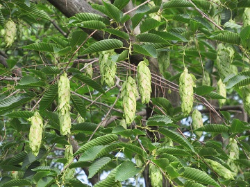 垂れ下がっている雌花序