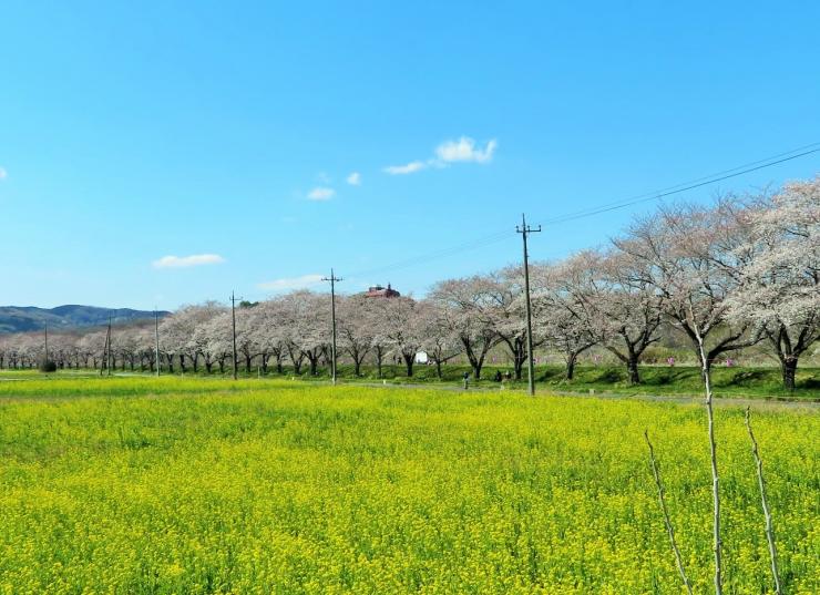 嵐山都幾川桜堤