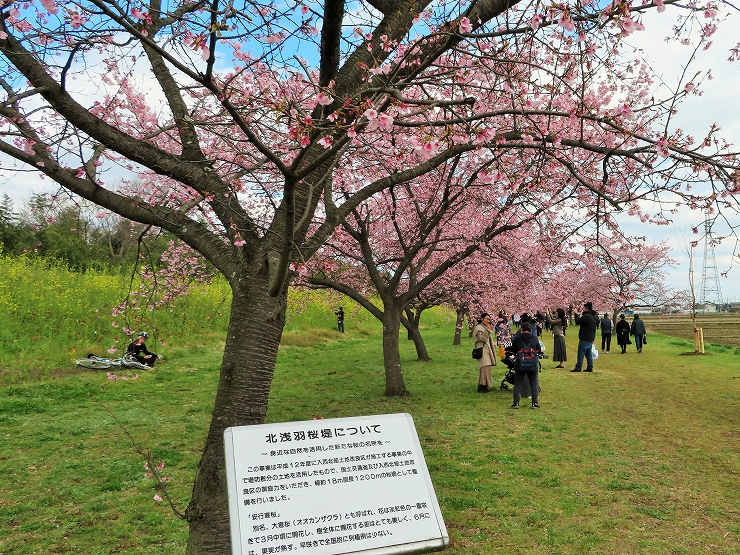 坂戸市北浅羽の寒桜2