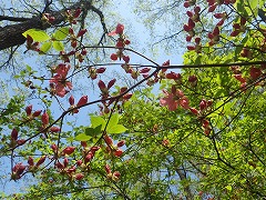 青空の下の紅いつぼみ