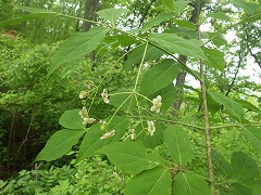 ツリバナの花