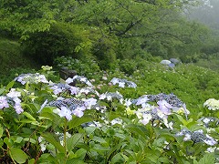 紫色のガクアジサイが並んで咲く園地