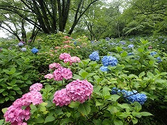 下の遊歩道沿いの色とりどりのアジサイ