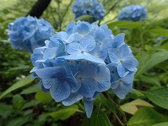 梅雨の空気になじむうすい水色のアジサイ