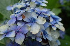 水色の装飾花のあせた色味