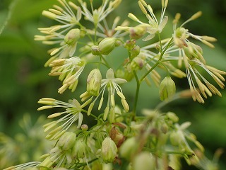 アキカラマツの花火のような花