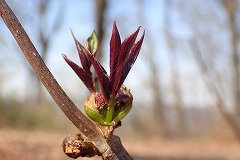 葉の春の芽吹きの勢い