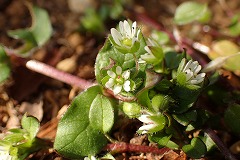 ハコベの小さな花が咲く土