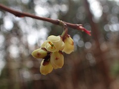 キブシの花ひらく