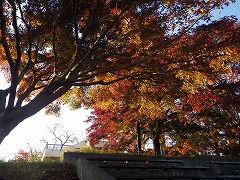 駐車場付近のもみじの紅葉