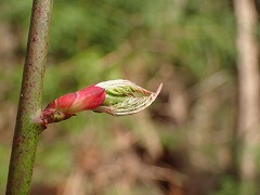 春の芽生え