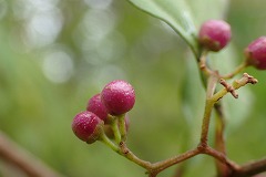 ムラサキシキブの小さな紫色の実