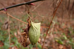 ウスタビガの黄緑色の繭