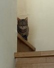 yoshino-kizi