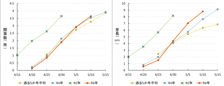 開葉数と芽長（5月10日）