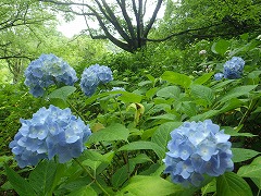 木陰の淡い水色のアジサイ