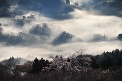 桜と雲海