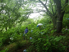 小雨の中摘みとりを楽しむ参加者