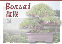 Bonsai