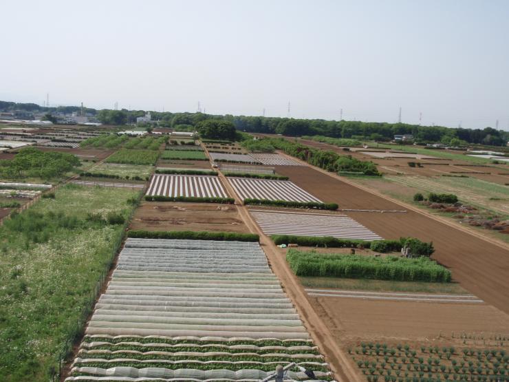 三富地域の細長い地割の写真