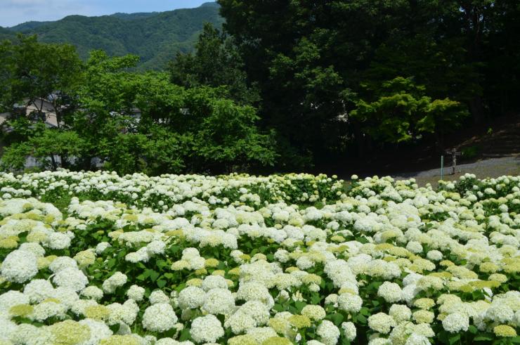 長瀞花の里のアナベル