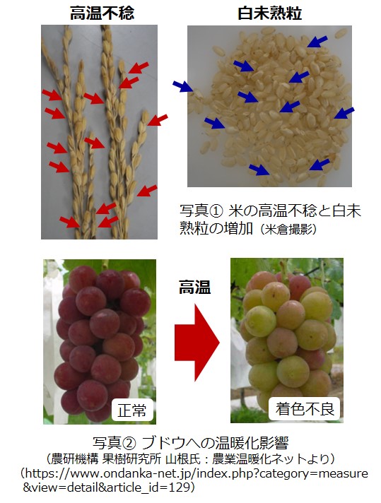 温暖化の影響を受けたコメやブドウの写真