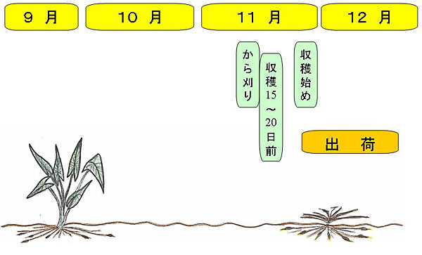 栽培歴9月から12月の絵