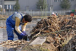 山積みされたくわいのほふく茎