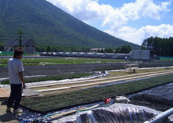 山を背景に畑に並んだ苗