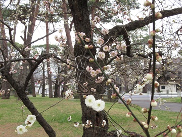 色違いの枝