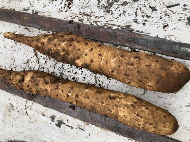 本庄市の大和芋