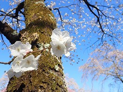 真っ白で花が大きめの品種、タイハク