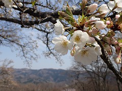 イズヨシノの白い花ひらく