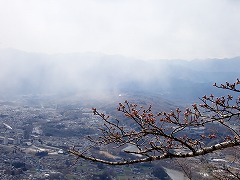 道路沿いのつぼみごしの市街地