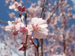 花の森でひらきはじめた小型のサクラと青空