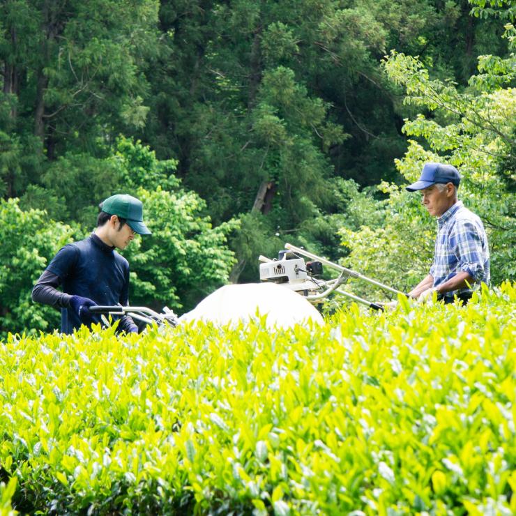 狭山茶農家 ささら屋1