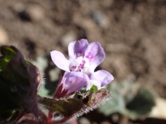 紫のカキドオシの小さな花