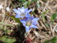 ふわっとした青いフデリンドウの花