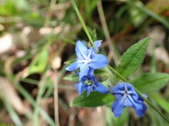 映える青紫色のホタルカズラの花