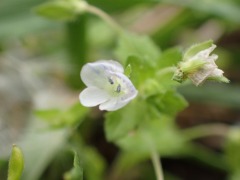 2mmほどの小さな花、イヌノフグリ