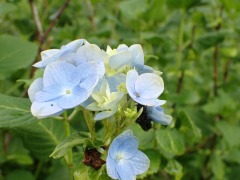 小さなアジサイ1本開花 淡い青色