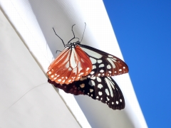 イベント会場にやってきたアサギマダラ